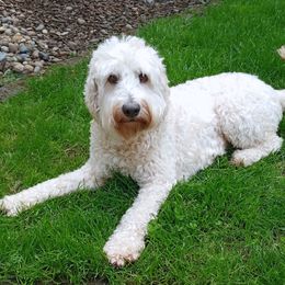 Josie - Australian Labradoodle