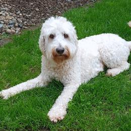 Josie - Australian Labradoodle