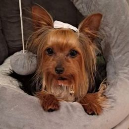 Lady - Yorkshire Terrier