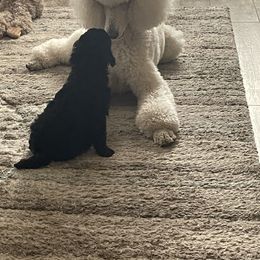 Poodle Puppies from Savicah Poodles