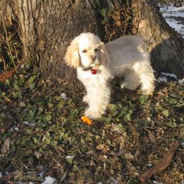 Cocker Spaniel All Grown Up from Rustic Creek Cocker Spaniels
