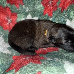 Yellow Collar - Mahogany male Belgian Malinois puppy in Trenton, Georgia from Laeknir K9