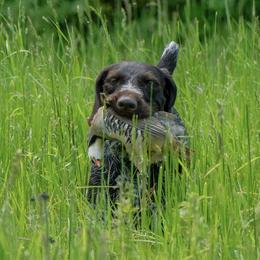 German Wirehaired Pointers from Altitude Kennel