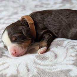 Brown - Tri-color male Bernedoodle puppy in Connecticut from Valley View Doodles