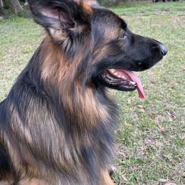 Red - German Shepherd