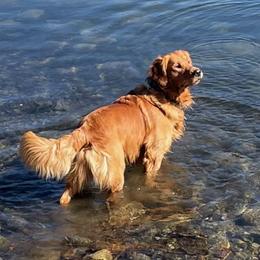 Golden Retriever All Grown Up from Sadie Lane Family Goldens