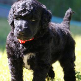 Charmander - Black male Poodle puppy in Ephrata, Washington from NCR Ranch
