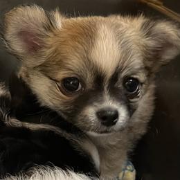 Grace - Fawn and white female Chihuahua puppy in Tecumseh, Oklahoma from Callie’s Happy Chihuahuas, Callie’s Happy Treasures LLC