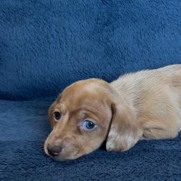 Peach - Dapple female Dachshund puppy in Escalon, California from Dashing Dachshunds RF