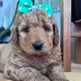 Fe-Fi with training - Red female Bernedoodle puppy in Boonville, North Carolina from Doods & Dolls