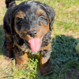 Aiden - Phantom male Bernedoodle puppy in Wamego, Kansas from Doodles of Oz