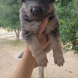 Girl 5 - Blue female German Shepherd puppy in Cochise, Arizona from Freiheit Von Himmel  Shepherds