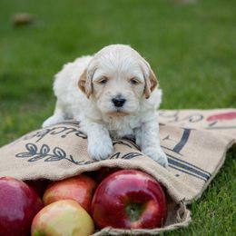 Goldendoodle Puppies from Ellie's Goldendoodles