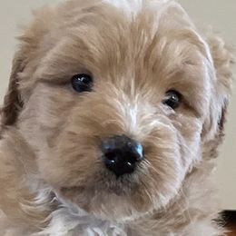 Double Doodles from Viking Doodles