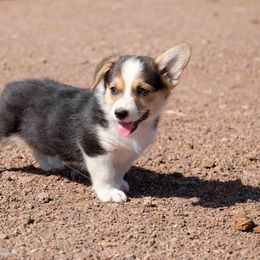 Pembroke Welsh Corgi Puppies from Country Corgis