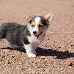 Pembroke Welsh Corgi Puppies from Country Corgis