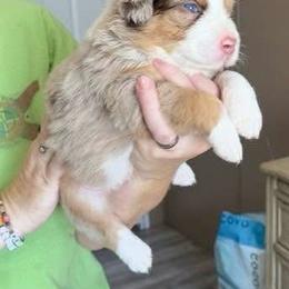 Jasper - Red merle male Australian Shepherd puppy in Williston, Florida from Over The Rainbow Aussies