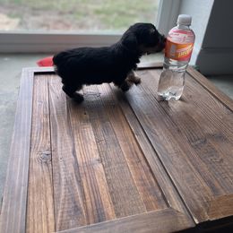 Miniature Schnauzer and Yorkshire Terrier Puppies from Copper Rose Farm