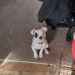 American Bulldog Puppies from Slayton's American Bulldogs
