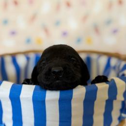 Labrador Retriever puppies from Sinfully Sweet Kennel