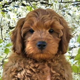 Rory - Red male Cavapoo puppy in Erda, Utah from Country Lane Doodles