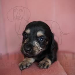 Tori Burch - Cream female Dachshund puppy in Temecula, California from Naomi Magee's Dachshund Kennel
