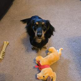 Lola - Dachshund