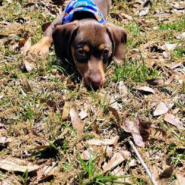 Dachshund Puppies from SouthernMama Doxies