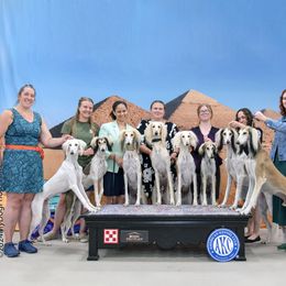 Saluki All Grown Up from Hayat Salukis