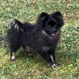 Barbie - Black and tan female Pomeranian puppy in Burton, Michigan from Ranger's Pomeranians