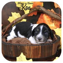 KOA - AKC Registered - Black and cream male Dachshund puppy in Graceville, Florida from Misty's 101 Doxies