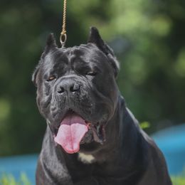 Serbian - Cane Corso