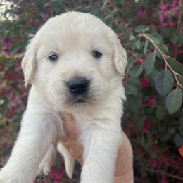 Light blue - Light golden male Golden Retriever puppy in Jesup, Georgia from Painted Platinum Retrievers (Painted Platinum Kennel) PPK