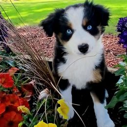 Esther (onion) - Black tri Miniature Australian Shepherd puppy in Viking, Minnesota from Son Shine Farm