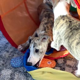 Whippet Puppies from Laurel-Highmoor Whippets