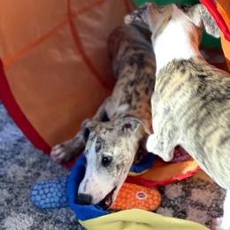 Whippet Puppies from Laurel-Highmoor Whippets