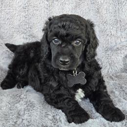 Prince Albert - Black male Poodle puppy in Bauxite, Arkansas from Mountain Ridge Poodles