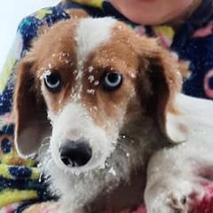 Chloe - Dachshund
