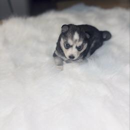 Jasmine - Tri-color female Pomsky puppy in Burton, Michigan from Snow Shark Pomskys