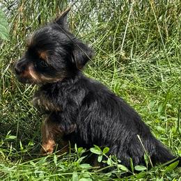Girl 6 - Blue and gold female Yorkshire Terrier puppy in Marion, Indiana from Brandon's Yorkshire Terriers