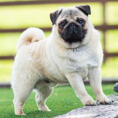 Auri - Pug