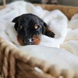 Black and rust male black collar - Black and rust male Doberman Pinscher puppy in Hamilton, Ohio from Little Dragon Dobermans