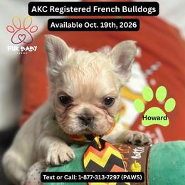 Howard - White male French Bulldog puppy in Michigan from Fur Baby Farms