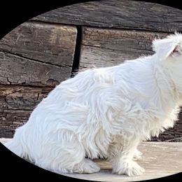 West Highland White Terrier Puppies from Haseleu Westies