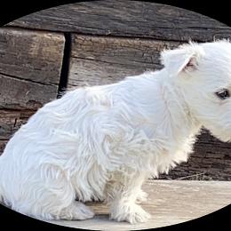West Highland White Terrier Puppies from Haseleu Westies