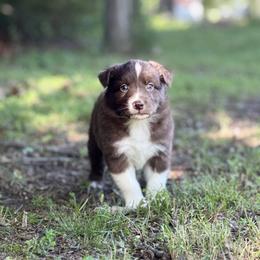Sorry - Red & white male Australian Shepherd puppy in Argyle, Iowa from Country Time Kennels