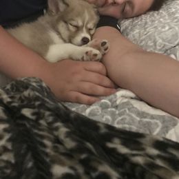 Pomsky Puppies from River Enz Pomskies