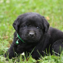 Labrador Retriever Puppies from Prebleridge Acres
