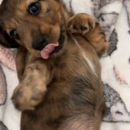 Dachshund Puppies from Texas Tiny Tales