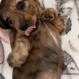 Dachshund Puppies from Texas Tiny Tales